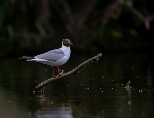 Black-headed gull on a branch over water.
