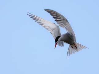 Graceful tern in flight against blue sky.