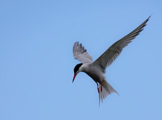 Tern bird soaring in a clear sky.