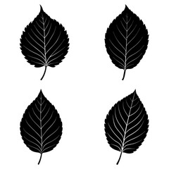 Four black leaf silhouettes with detailed veins arranged on a white background in a square format