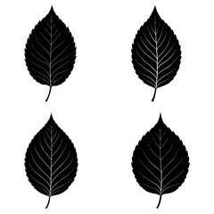 Obraz premium Four black leaves with detailed veins arranged in a square pattern on a white background design element