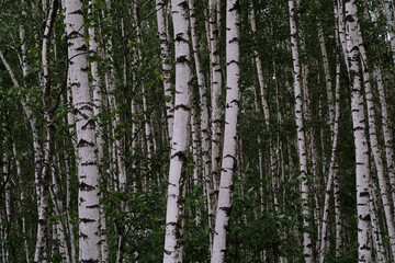 A Serene Birch Forest Landscape featuring Lush Greenery and a calm, peaceful atmosphere