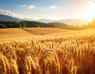 Obraz premium golden wheat field swaying gently in the summer wind