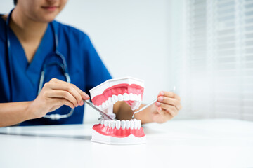 Dentist using tools to demonstrate dental anatomy on jaw model. Great for dental care, oral health...