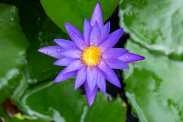 Purple lotus flower blooming and copy space.