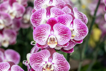 Close-up pink - white orchid in the garden