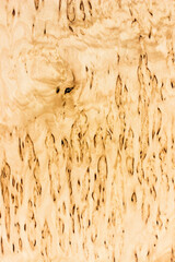 texture of valuable wood. wooden light board. lumber. Karelian birch, Betula davurica, view from above. vertical texture.