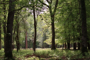 Obraz premium View through a woodland in spring