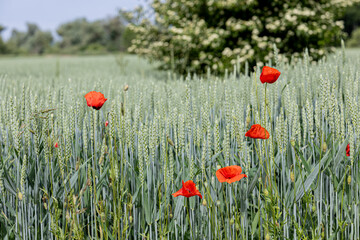 Red poppies  in a wheat field with a blooming white elder bush in the background. Summer colors and soft floral textures