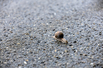 Close-up of a brown garden snail crawling slowly on wet textured asphalt. Macro shot after rain. 