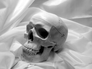 skull of a man