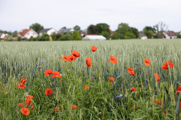 Red poppies and blue cornflowers growing by village buildings. Bright summer flowers contrast with rustic wooden houses. Countryside charm