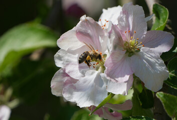 A busy Western honey bee (Apis mellifera) collecting pollen on a pink apple blossom