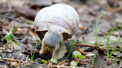 A Roman snail (Helix pomatia) with antennae extended on damp soil