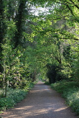 Fototapeta premium Path through a woodland in summer