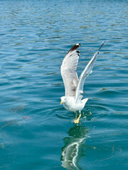 Grado, Italy - August 22, 2024: Seagull gracefully landing on the tranquil waters of Grado Lagoon, Friuli Venezia Giulia, Italy, showcasing the beauty of nature and wildlife