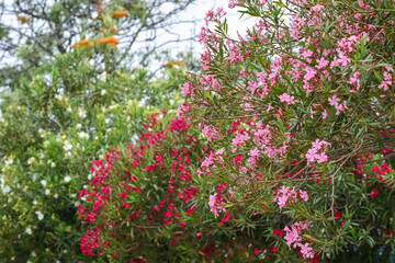 Les lauriers roses