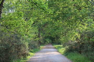 Obraz premium Path through a woodland in summer