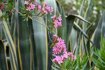 Agaves et lauriers roses