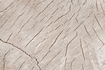 wooden texture background surface of a cut tree stump