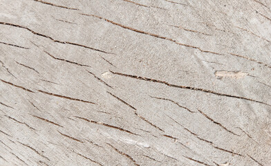 wooden texture background surface of a cut tree stump
