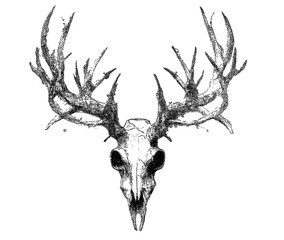 Mystical antler skull, vector illustration, collage element with vintage stipple photocopy effect, retro grainy texture, surreal tattoo, grunge aesthetic, 90s style, psychedelic artwork.