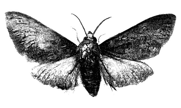 Vintage moth butterfly, collage element, retro grainy texture, stipple photocopy effect, psychedelic surreal tattoo, 90s aesthetic, vector illustration, grunge art style.