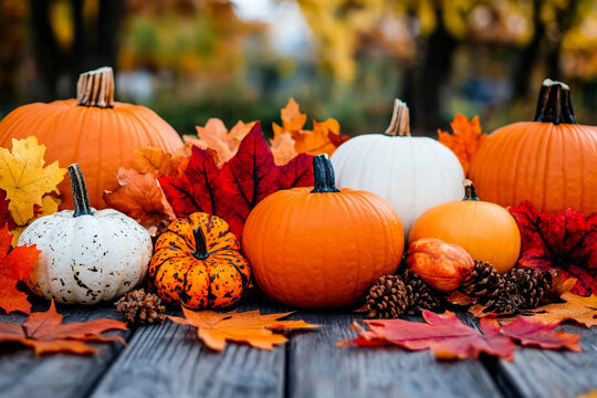 Harvesting autumn pumpkins amid colorful leaves and nature