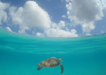 A green turtle swimming near an island in the Caribbean Sea