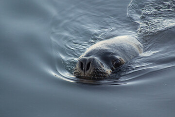 Patagonian Sea Lion Resting on Chilean Coast