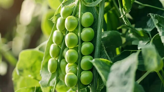 Close-up of fresh green peas growing in a pod on a pea plant. Healthy food.