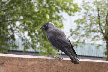 crow on the fence