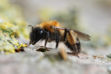 Closeup on a female dark colored Gwynne's mining bee, Andrena bicolor