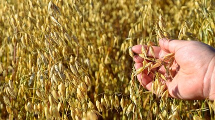 Farmer's hand touching green ripening oat ears in cultivated field. Agricultural production of grain crops.