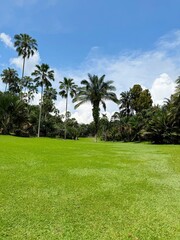 Obraz premium Verdant Pathways and Towering Palms in Singapore Botanic Gardens 