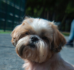 anamorphic lens of a shih tzu dog walking 