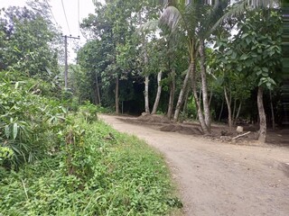 Rural Dirt Road Intersection Amidst Lush Tropical Trees