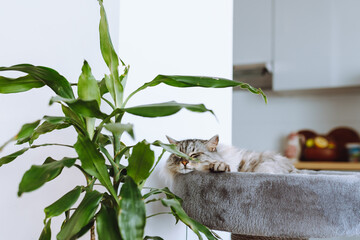 domestic cat sleeping on cat tree scratching post