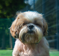 anamorphic lens shih tzu dog on a soccer field in summer