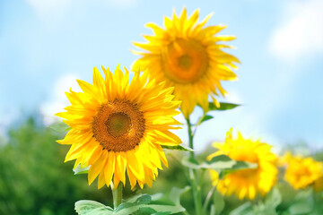 beautiful bright yellow sunflowers grow in garden, abstract natural background. summer season, harvest time. template for design