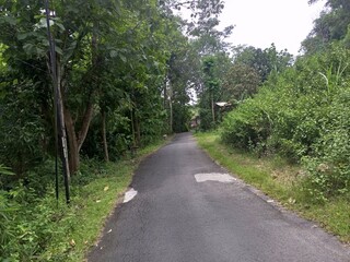 Shady Paved Road Through Lush Green Village