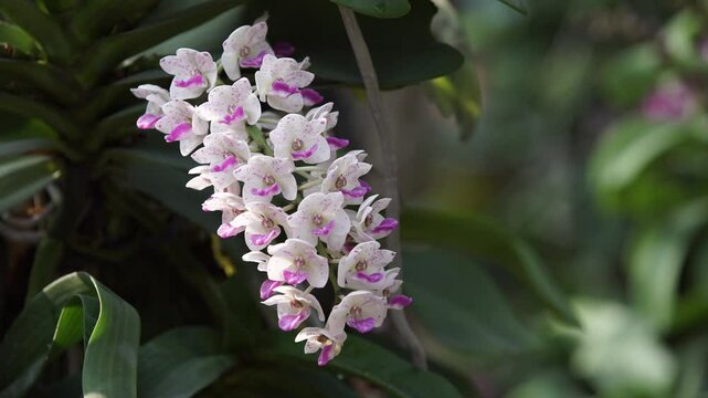 Beautiful pink orchid blooming in the woods