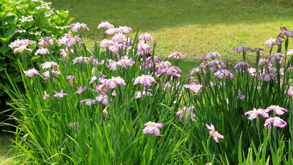 都心散歩　浜離宮ハナショウブの頃