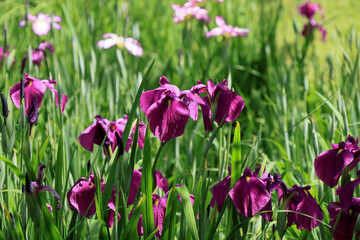 都心散歩　浜離宮ハナショウブの頃