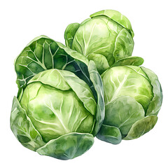 Fototapeta premium Fresh green cabbages arranged beautifully, showcasing vibrant colors and healthy textures in a natural setting.