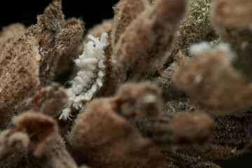 Cotton like insect resting on grass