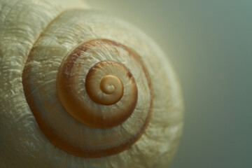 Snail slowly moving through natural light
