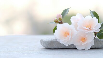 Delicate Pink Camellia Flowers and Buds on Stone with Soft Background camellia delicate soft pink