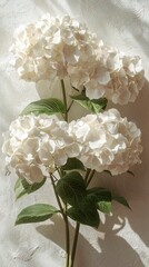 Bright White Hydrangea Flowers with Sunlight Shadows on Textured Background sunlight bright flower
