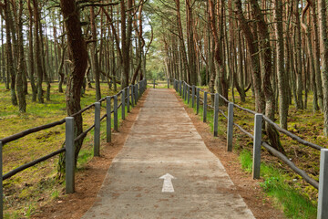 A concrete path with a wooden fence runs through a mystical pine forest, inviting peaceful walks...